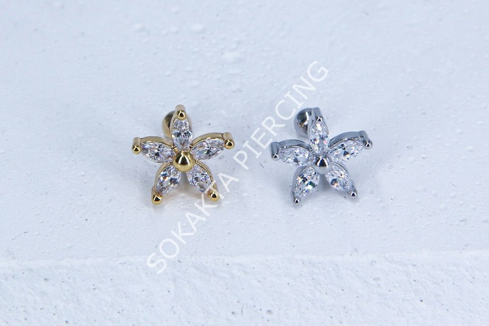 C22 - TRAGUS