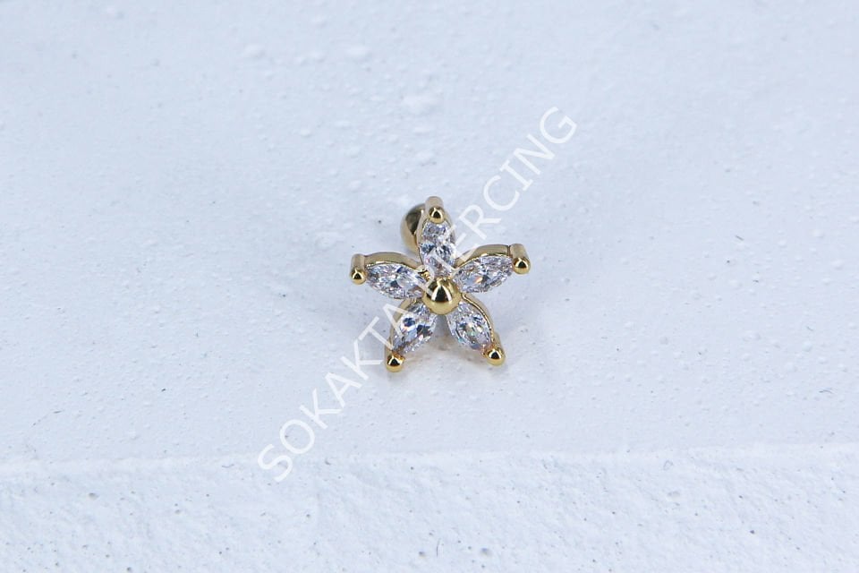C22 - TRAGUS