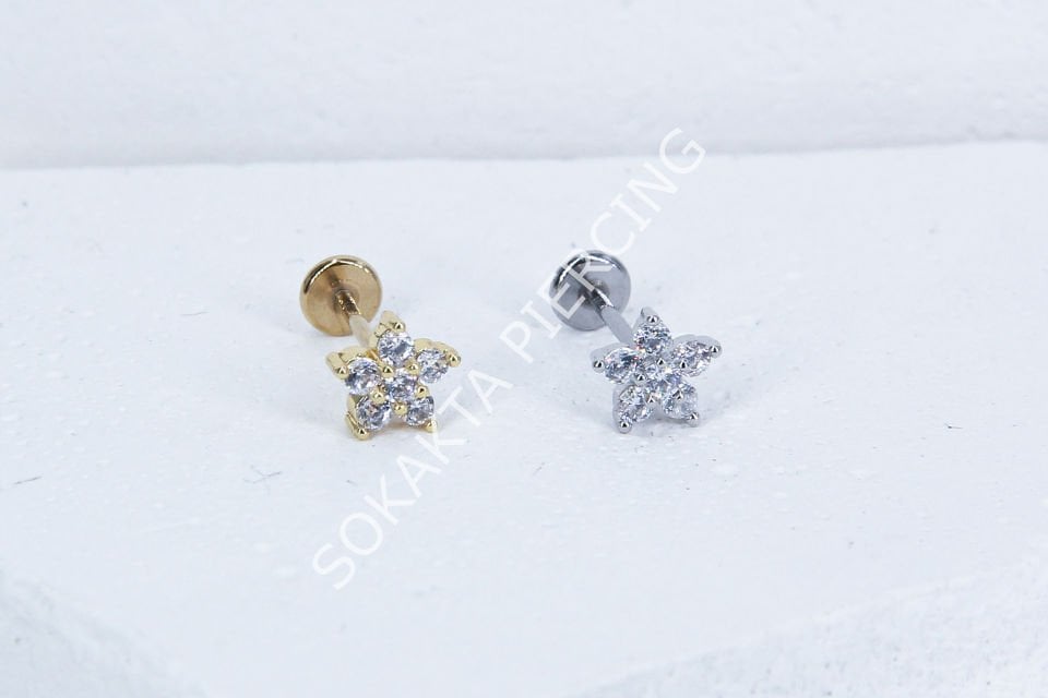 C61- TRAGUS