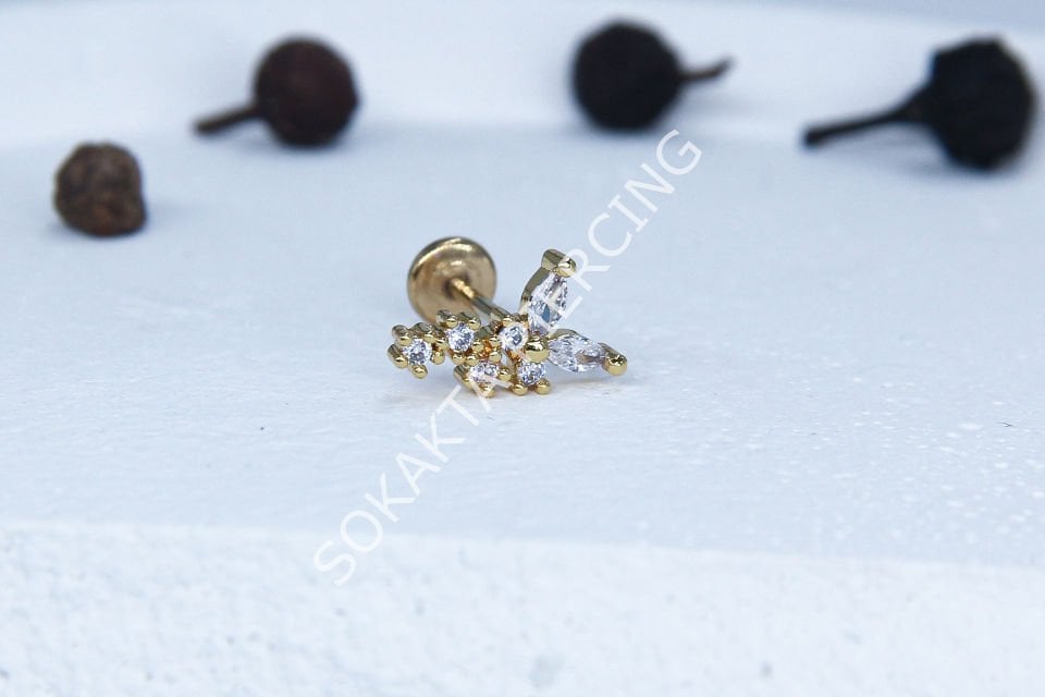 C34 - TRAGUS